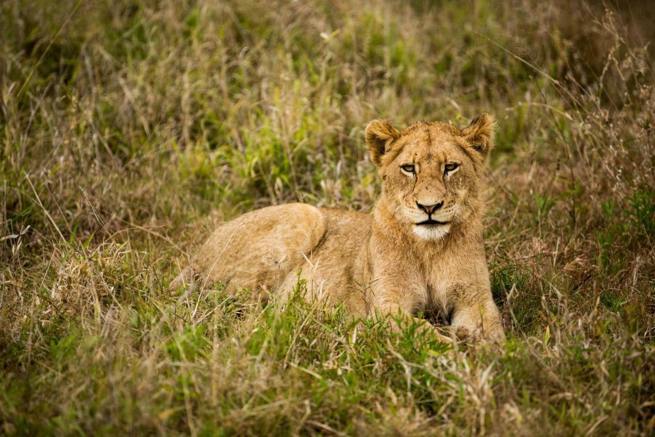 Hamiltons Tented Camp Mluwati Concession Eksteriør bilde