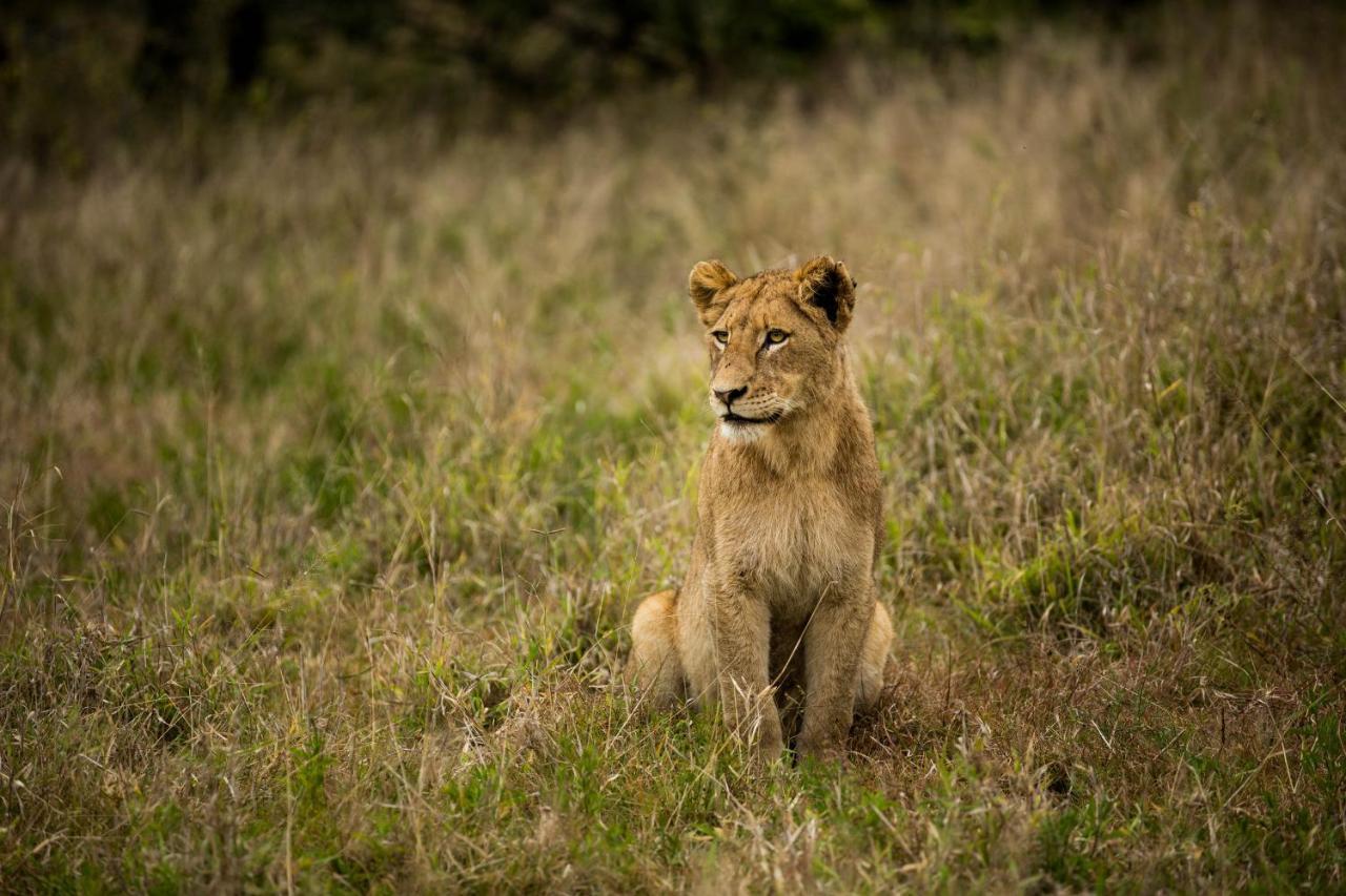 Hamiltons Tented Camp Mluwati Concession Eksteriør bilde